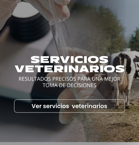Servicios veterinarios Servicios veterinarios